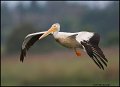 _1SB6495 american white pelican